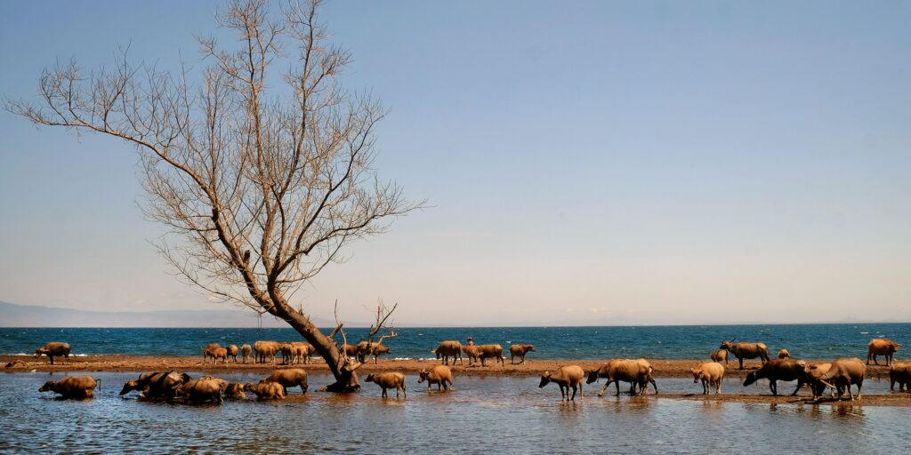 Supplier Kopi Luwak di Dompu