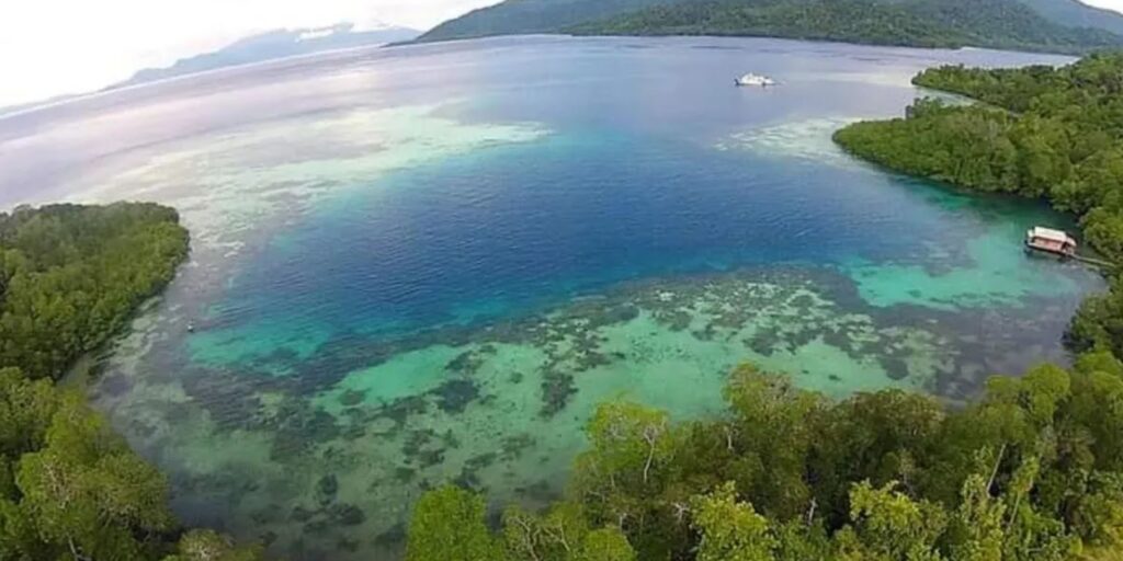 Supplier Kopi Luwak di Halmahera Selatan