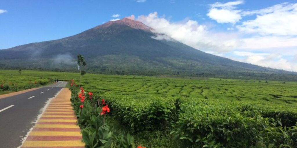 Supplier Kopi Luwak di Kerinci