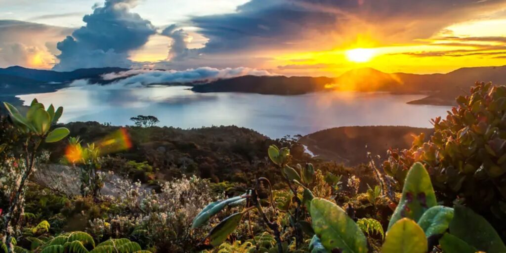 Supplier Kopi Luwak di Manokwari