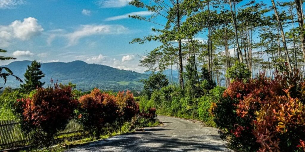 Supplier Kopi Luwak di Pakpak Bharat
