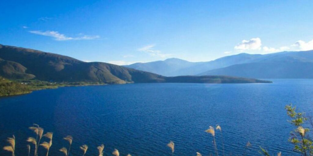 Supplier Kopi Luwak di Pegunungan Arfak