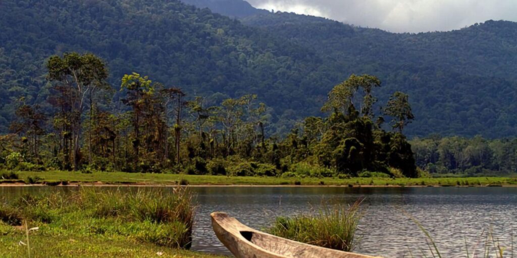 Supplier Kopi Luwak di Sigi