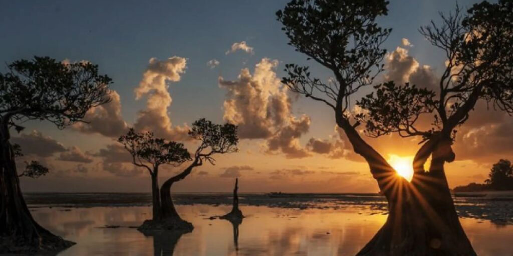 Supplier Kopi Luwak di Sumba Timur