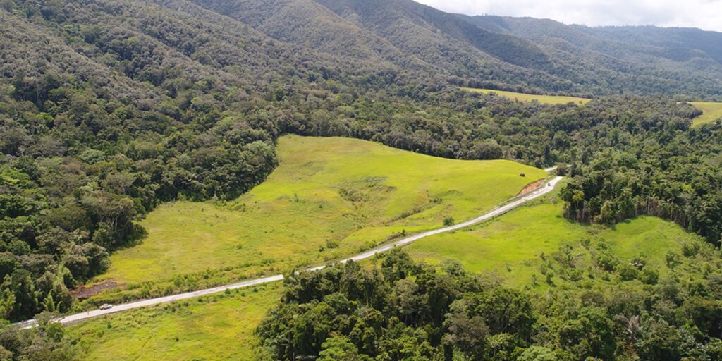 Supplier Kopi Luwak di Tambrauw