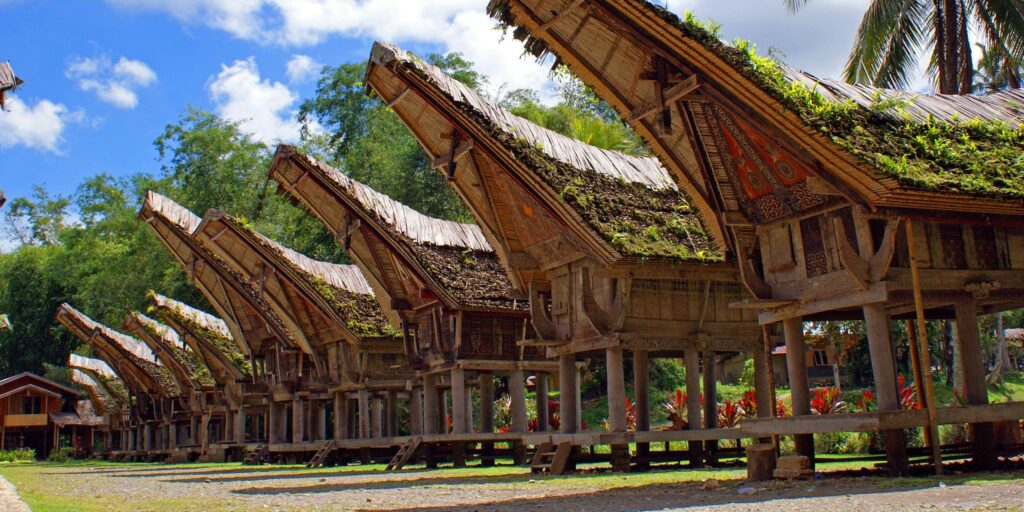 Supplier Kopi Luwak di Tana Toraja