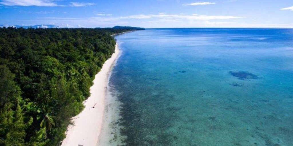 Supplier Kopi Luwak di Teluk Wondama